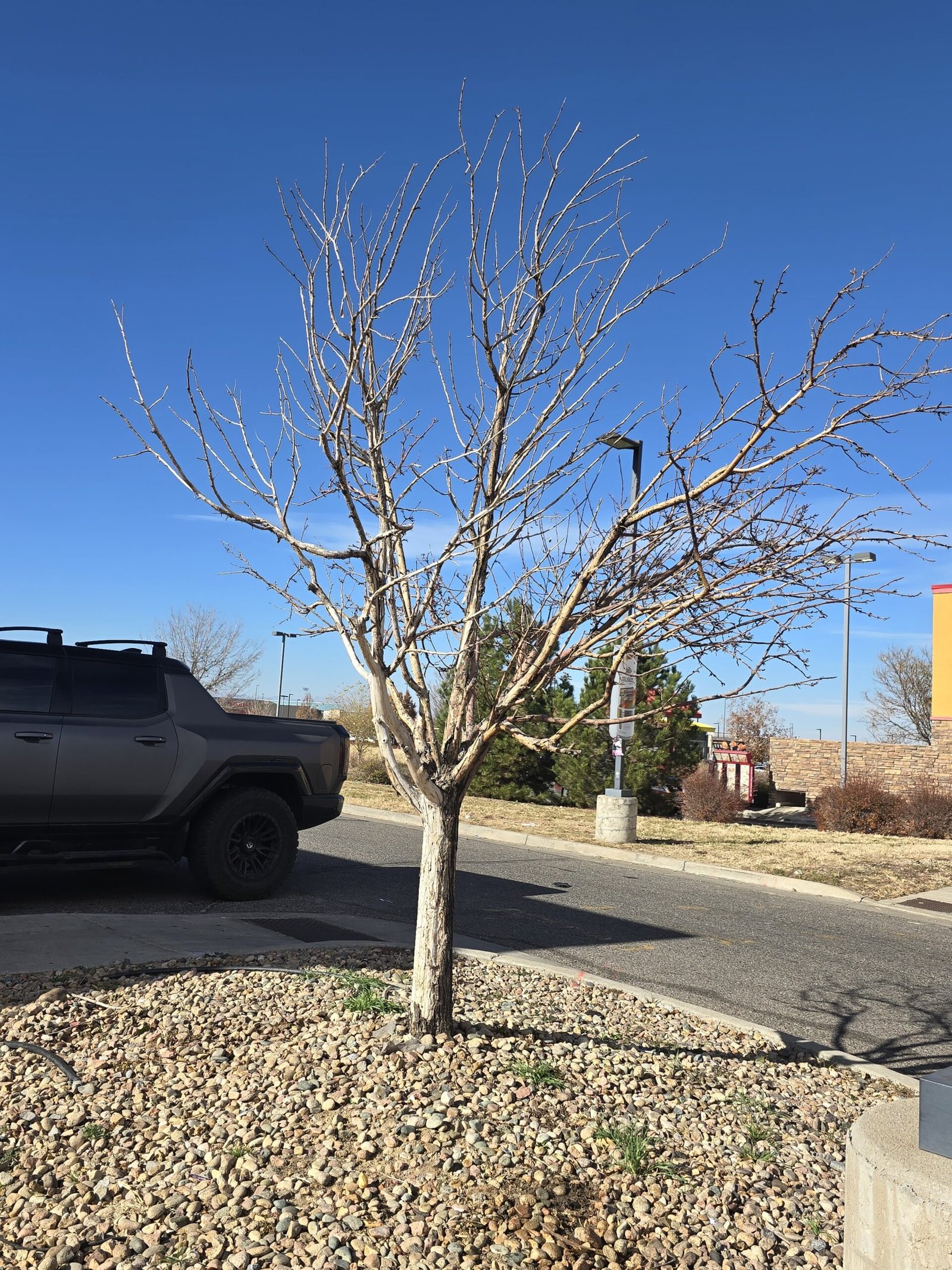 Professional landscaping project